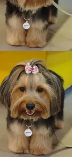 Vende se  lindo filhote de Yorkshire pelagem macia  bom Companheiro melhor amigo  tenho  2