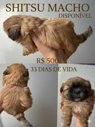 Vende-se filhotinhos de Shitzu macho