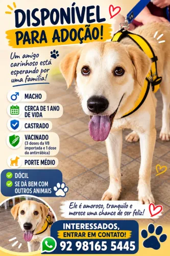 Doa-se cachorro mistura com Chow chow. 