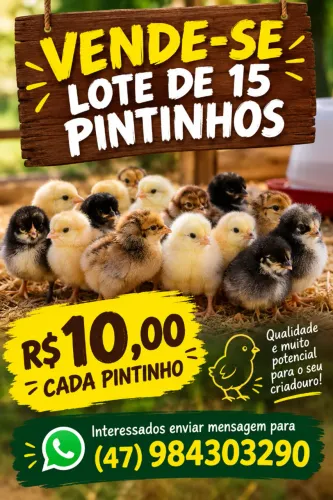Venda -Lote de Pintinhos (15)