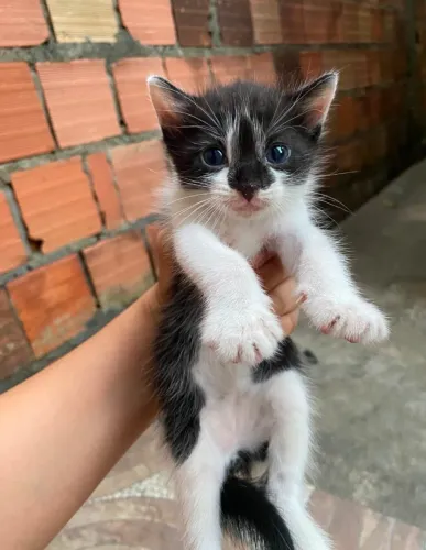 Gato Filhote