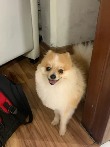 Cachorro para cruzar 