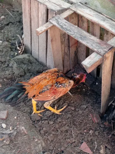 Frango shamo coca