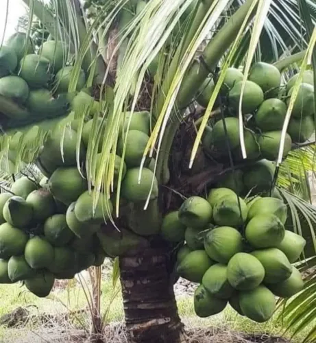 Coco verde e seco