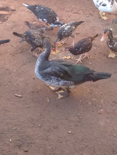 Vendo patos e galinha