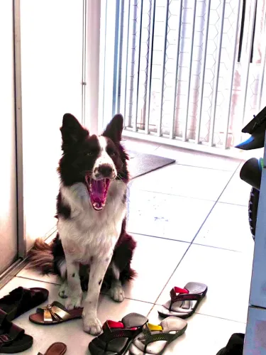 Border collie
