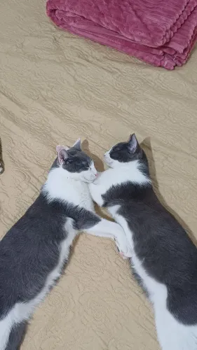 GATO PARA ADOÇÃO