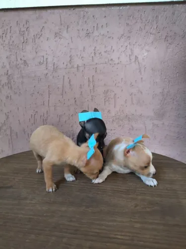 Pinscher lindos