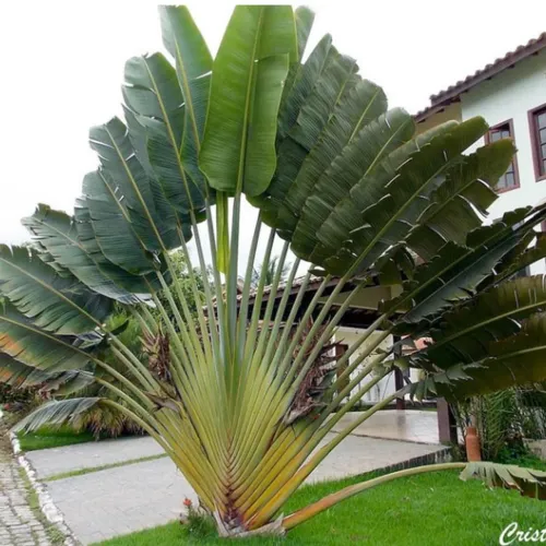 Planta Ravenala