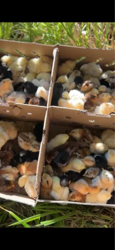 PINTINHOS CAIPIRA