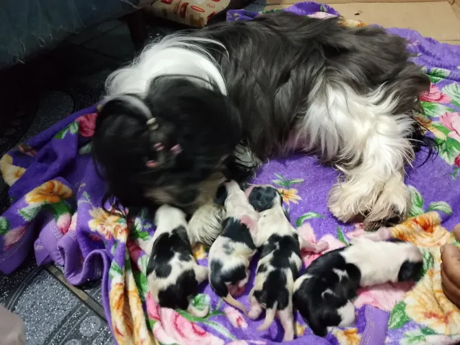 Vende-se cachorro da raça Lhasa apso