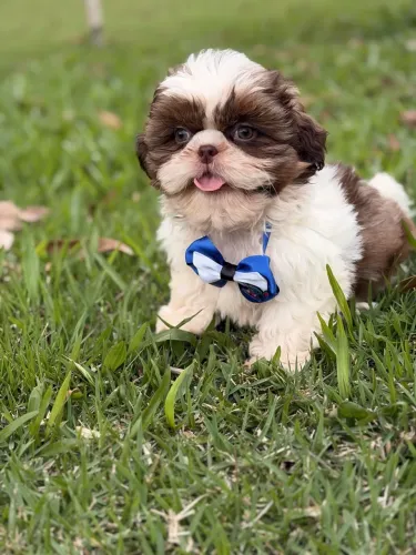 Shih tzu fêmea e macho 