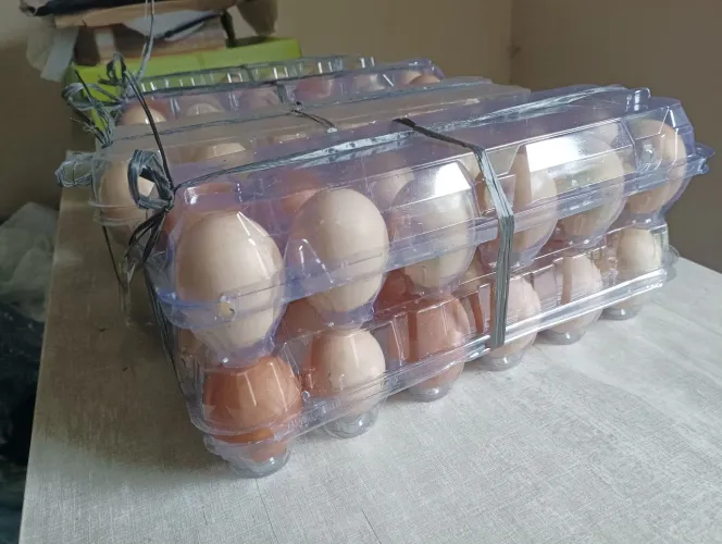 Ovos de galinha caipira