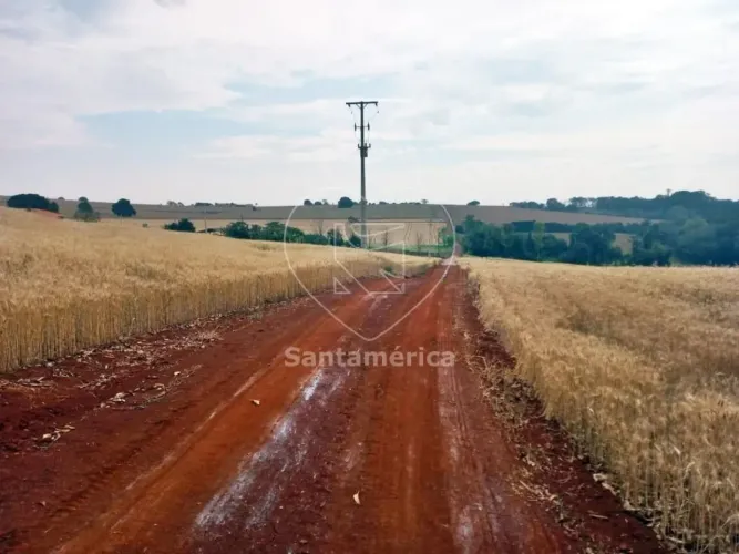 Terreno Plano com 5.000m² Para Alugar no Patrimônio Reginam Zona Sul de Londrina