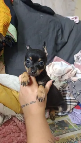 Pinscher fêmea e macho