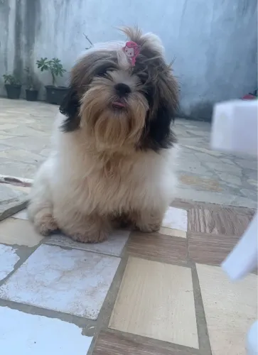 Shih tzu fêmea 6 meses 