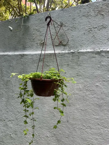 Plantas naturais