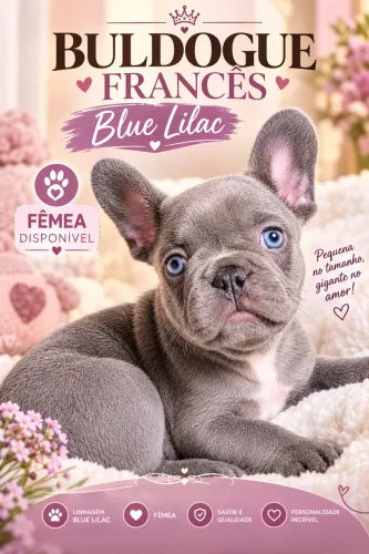 Buldogue francês rara lilac 