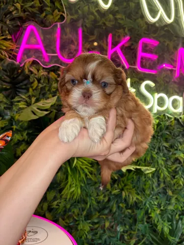 Shih tzu !!! Beleza pura