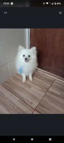 spitz Alemão padreador 