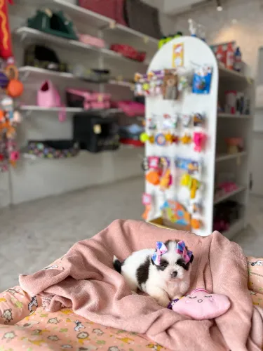 Shih Tzu Fêmea 10x R$190