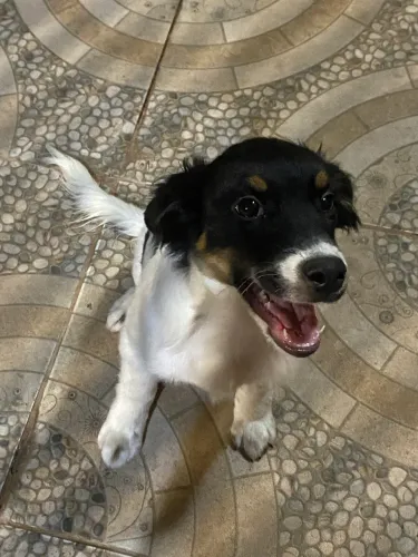 Doação filhote fêmea