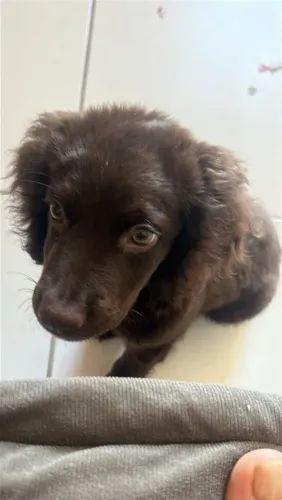 Doa-se cachorro macho