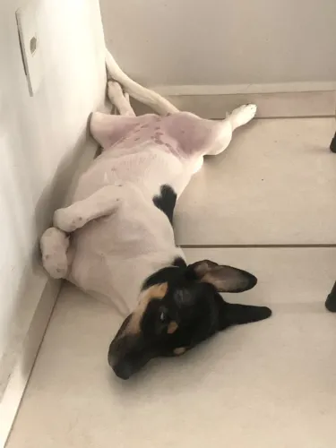 Adoção 