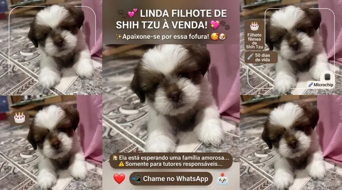 uma filhote de shih tzu