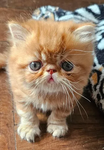 Machinho persa laranja