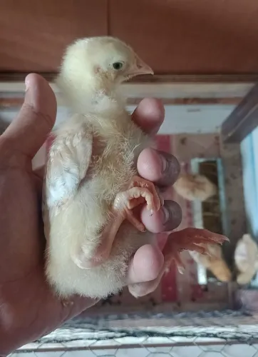 Pintos da raça pesadão