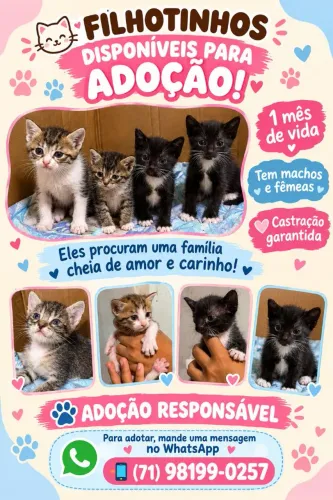 Filhotinhos de gato para adoção 
