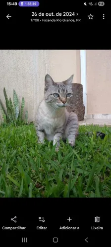 Cão e gato