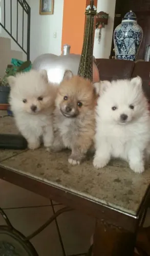 Lulu da Pomerânia fofinho