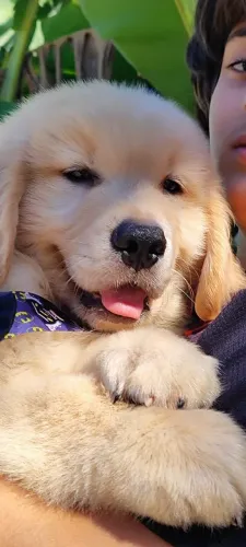 Lindos bebês Golden Retriever 