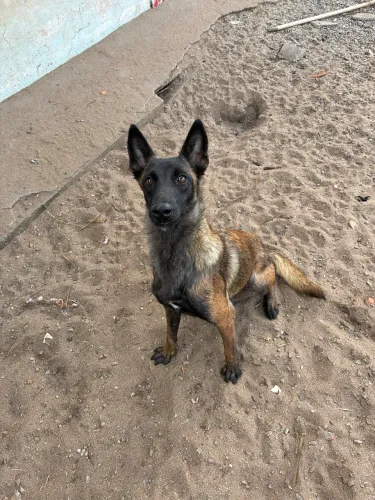 Pastor belga Malinois