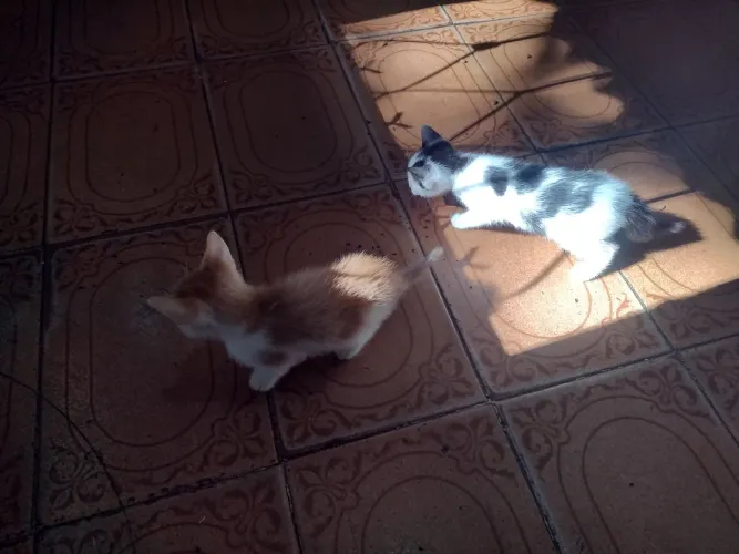 Gatinhos pra doação 