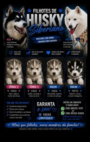 filhotes de husky siberiano puro