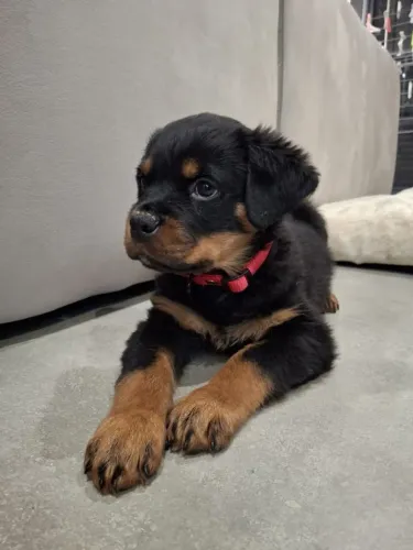 Filhote de Rottweiler Com Uma Presença Que Se Destaca