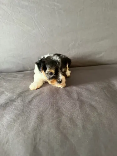 BIEWER TERRIER
