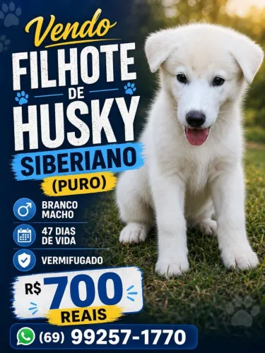 Filhote de husky siberiano macho