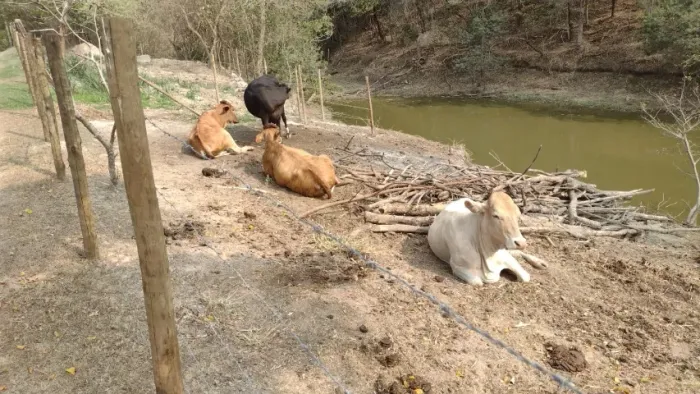 Vendo poucos e vacas 