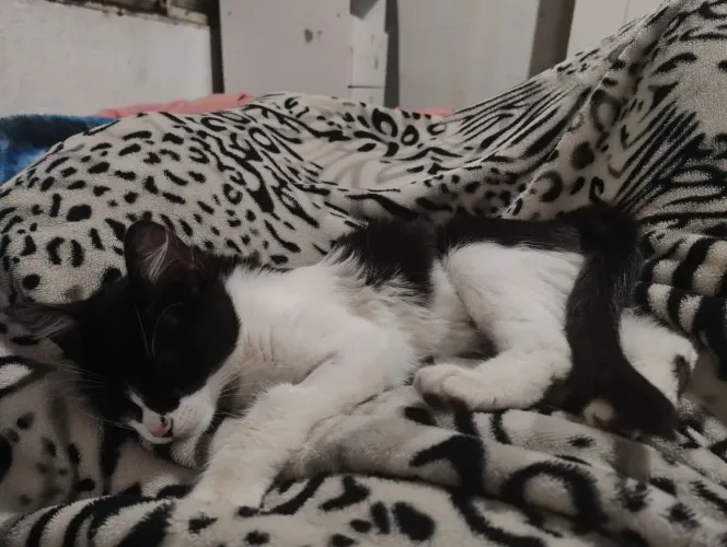 Gata castrada,para doação