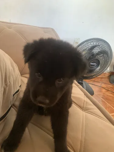 Vendo husk siberiano 