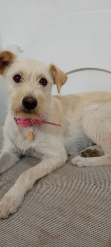 animal estimação para adoção