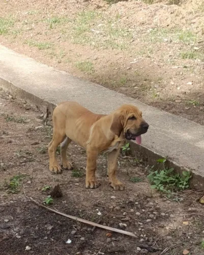 Fila Brasileiro