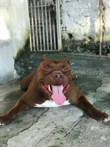 Pit monster ( pra cruzar ) 