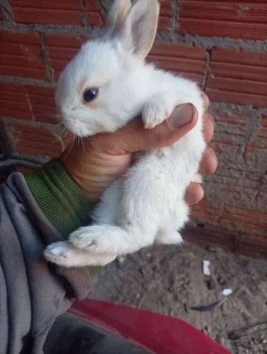 Vendo   filhotes de Coelho 