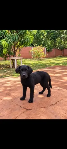 Labrador preto com Pedigree