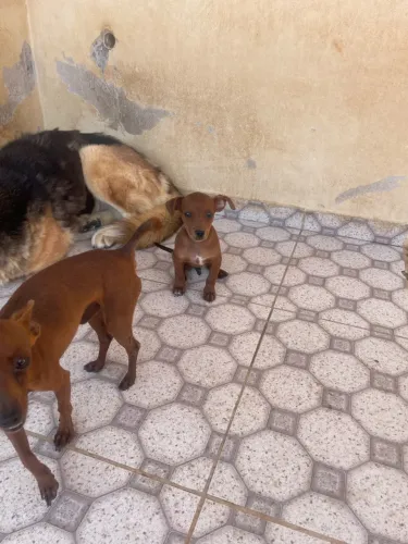 Filhote de Pinscher 